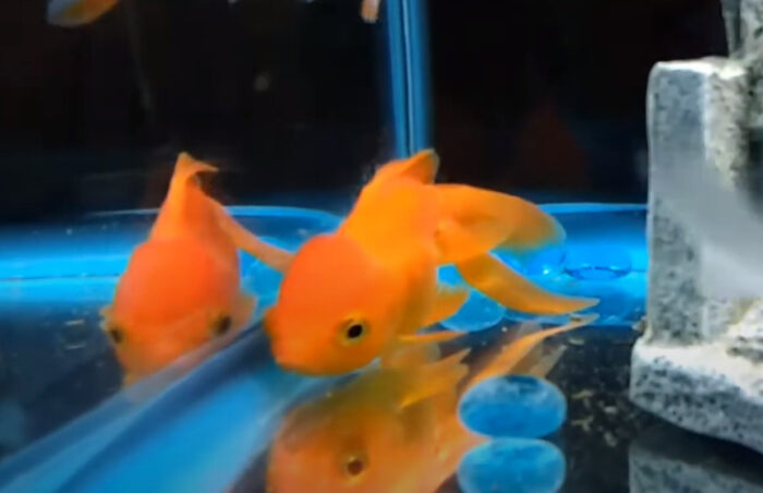 Do Goldfish Sleep How To Tell And How Long