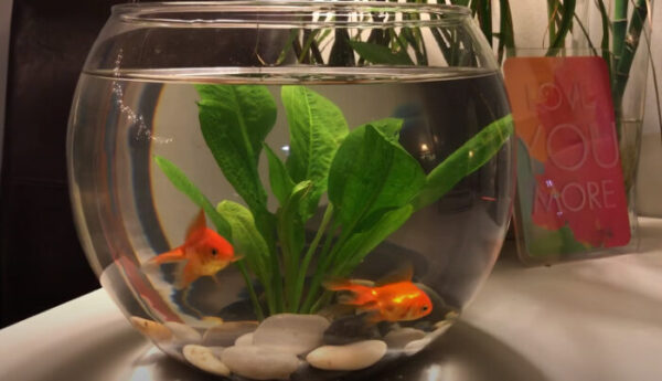 Can Goldfish Live In A Bowl? Everything You Need To Know Here