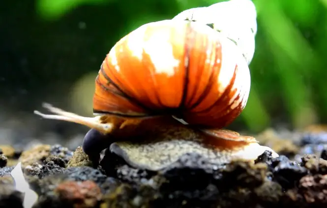 japanese trapdoor snail