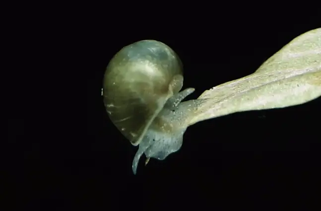 Melantho Snail