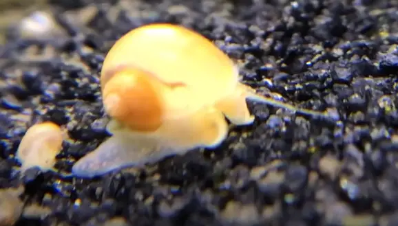 Mystery Snails