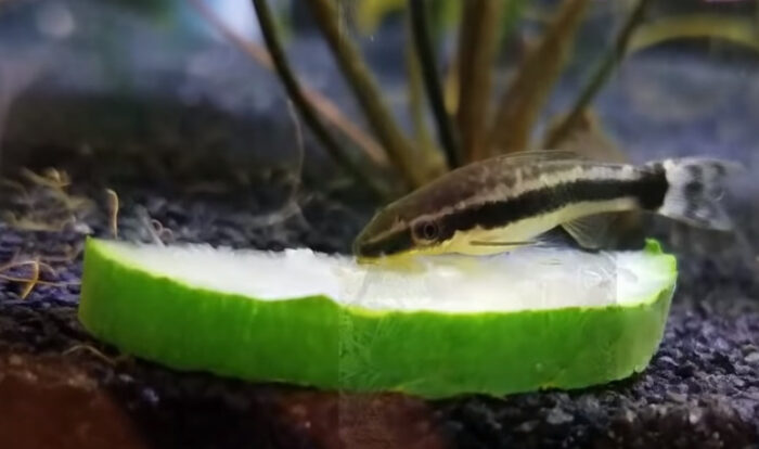 Otocinclus catfish diet