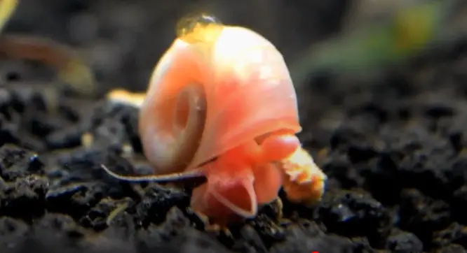 Ramshorn Snail