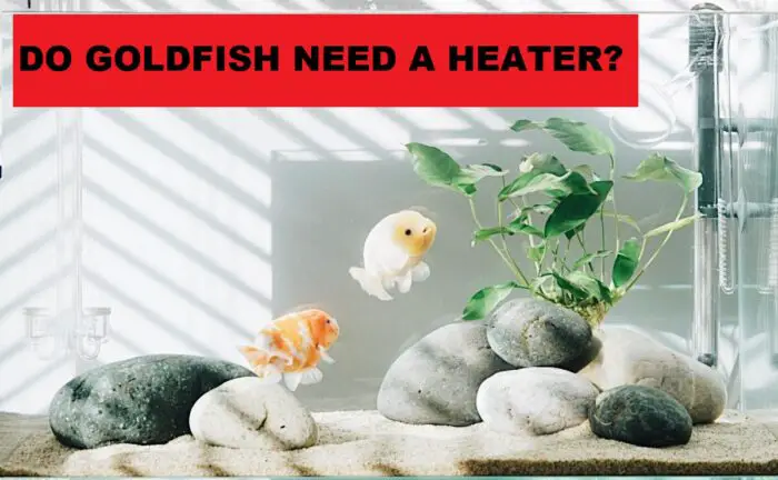 do goldfish need a heater
