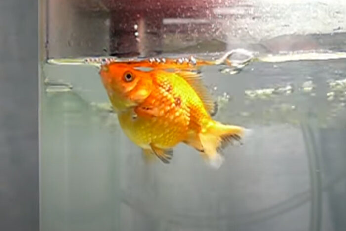 goldfish gasping
