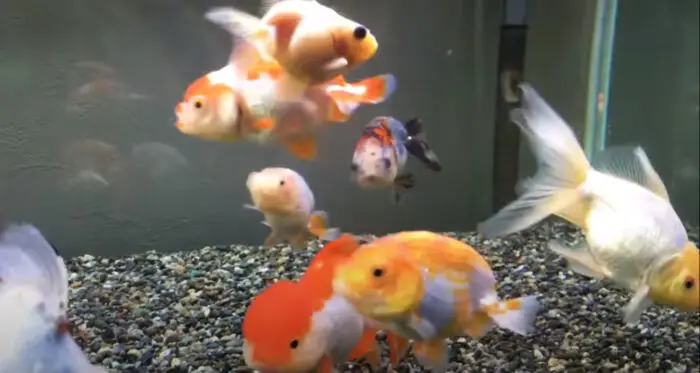 goldfish tank overcrowded