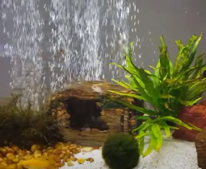 oxygen in goldfish tank