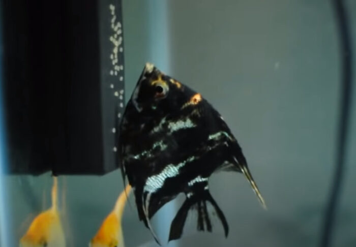 Angelfish Are Ready To Lay Eggs