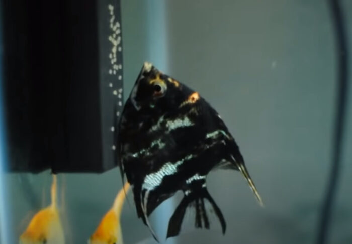 How Often Do Angelfish Lay Eggs