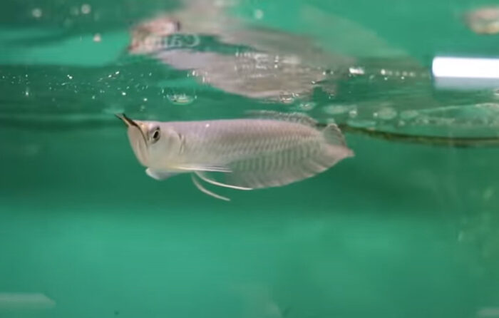 Arowana Fish Not Swimming Straight