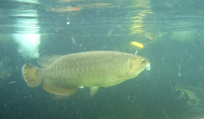 Can Arowana Live In a Pond