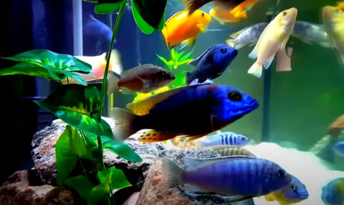 Can Cichlids Live in Brackish Water