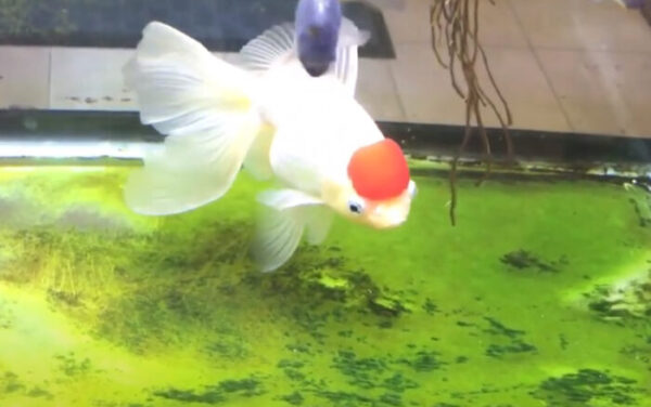 algae eater fish with goldfish