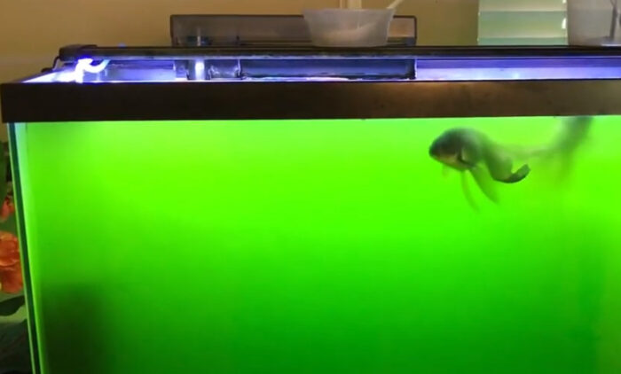 Does Algae Kill Goldfish.