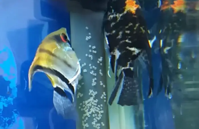 Does the Male or Female Angelfish Guard the Eggs