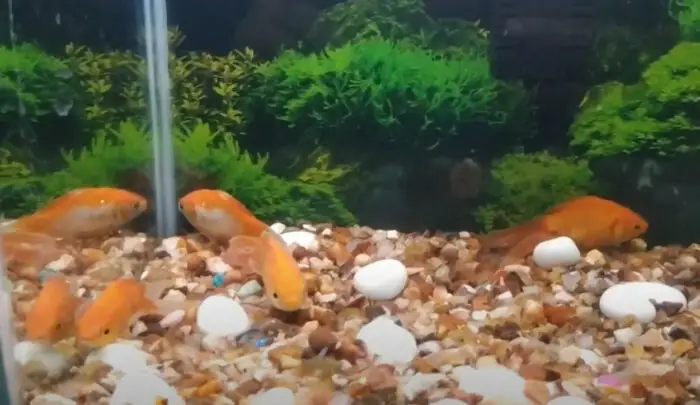 Goldfish Laying at the Bottom of the Tank