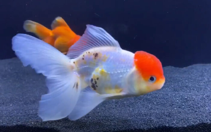 Goldfish Losing Scales