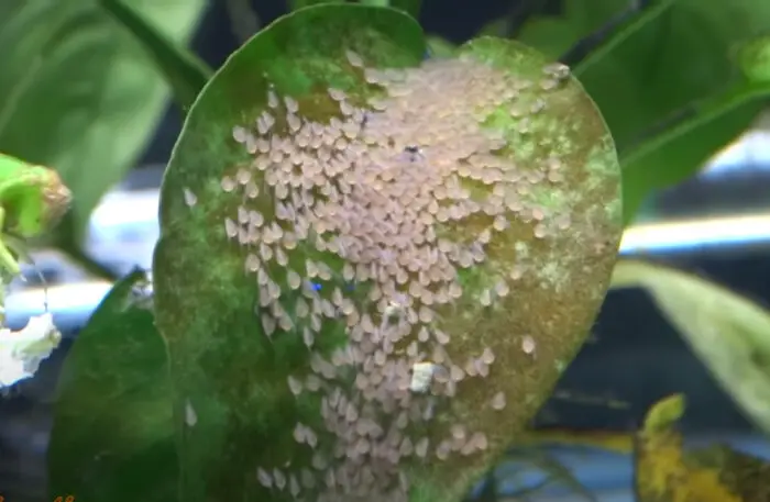 angelfish eggs