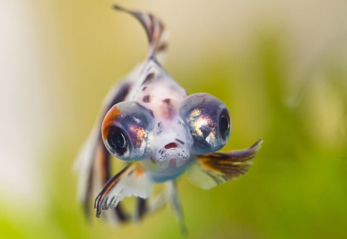 Do Fish Have Eyelids? Do They Blink?