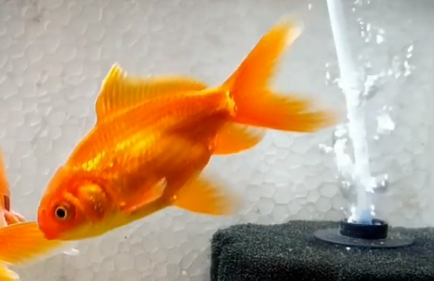 how long goldfish not eating