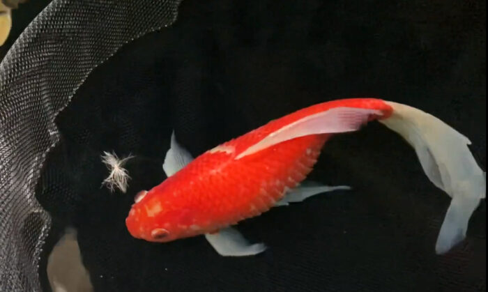 Dropsy in Koi Carp