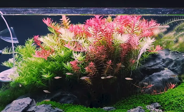 Red Rotala