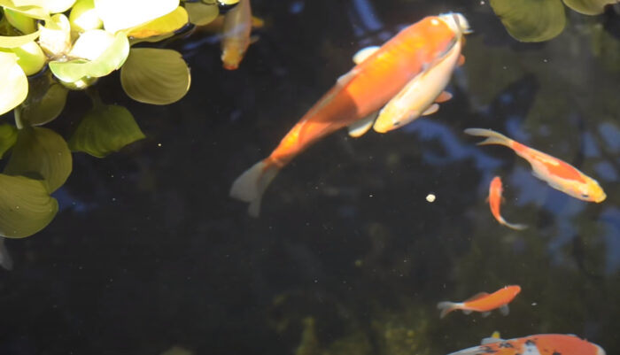 Can Koi and Goldfish Live Together? {Do They Get On?}
