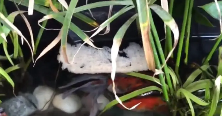 Can Minnows Eat Bread? Is It Safe To Feed To Them