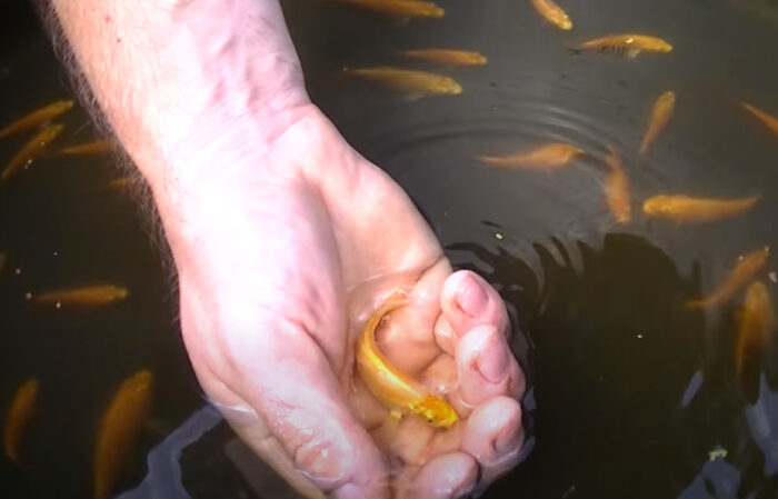 Do Koi Fish Eat Their Babies