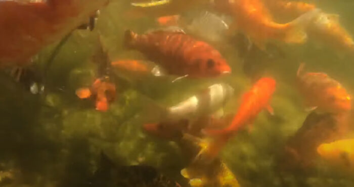 Fish That Can Live with Koi in A Pond