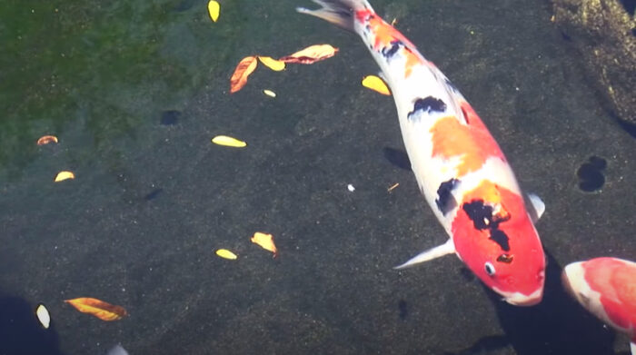 Koi Fish Staying in One Spot