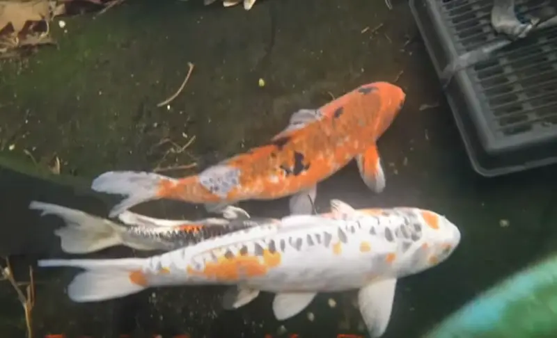 What Do Koi Do in the Winter