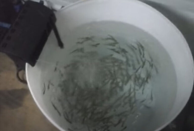 How to Keep Minnows Alive Without an Aerator