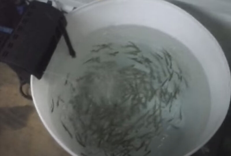 Keep Minnows Alive Without an Aerator