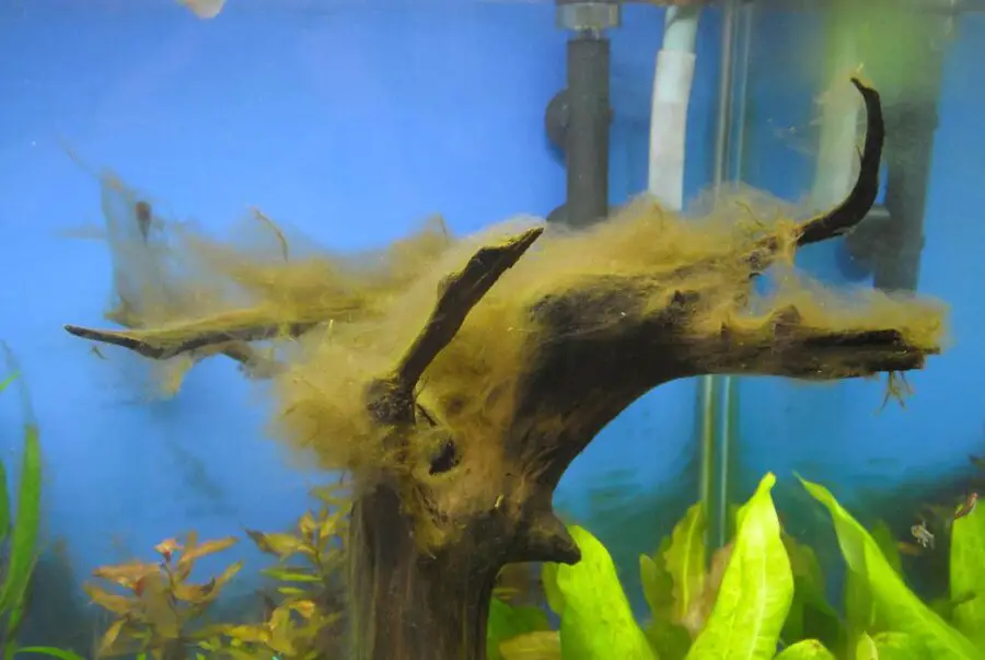 How to Fight 6 Types of Algae in Your Fish Tank - Brown Diatom Algae