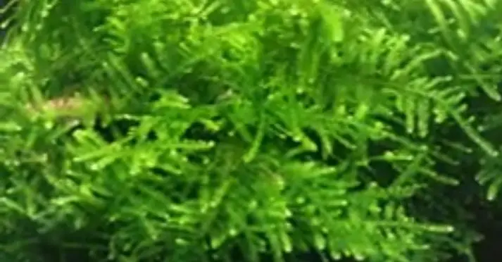 taiwan moss vs java moss