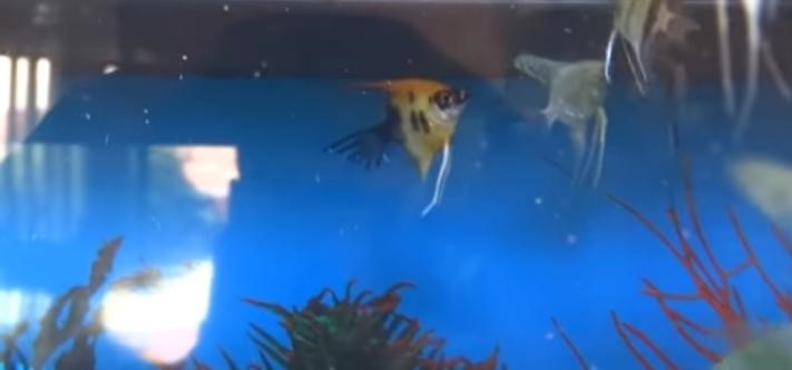 Can Angelfish Have Seizures
