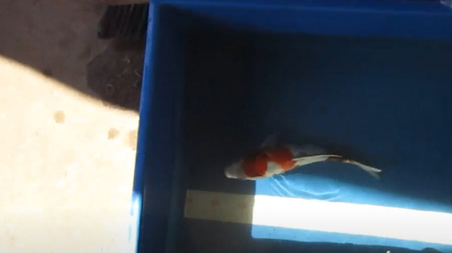 Koi in Salt Bath