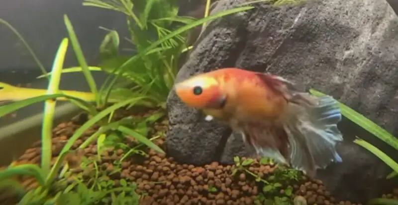 Can Fish Have Seizures? 12 Ways To Help Right Away