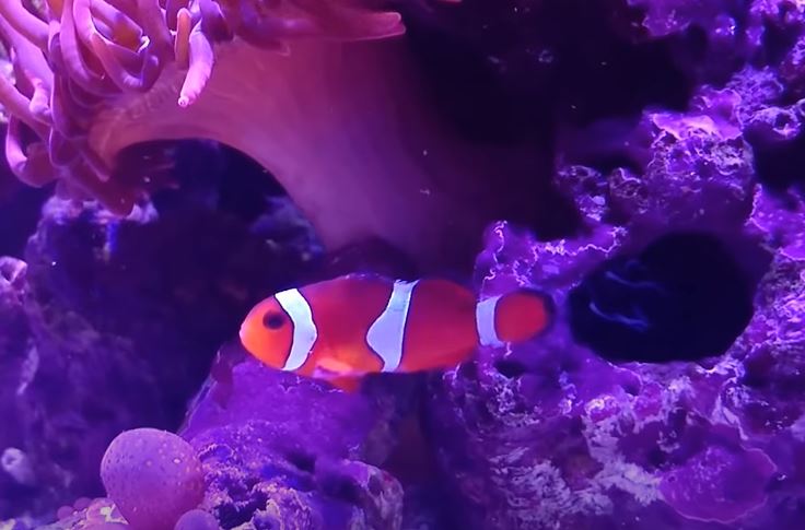 Can Clownfish Be Kept Alone? {Do They Need Company?}