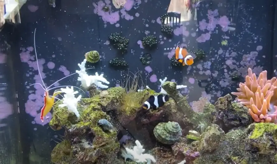 Can Clownfish Eat Shrimp