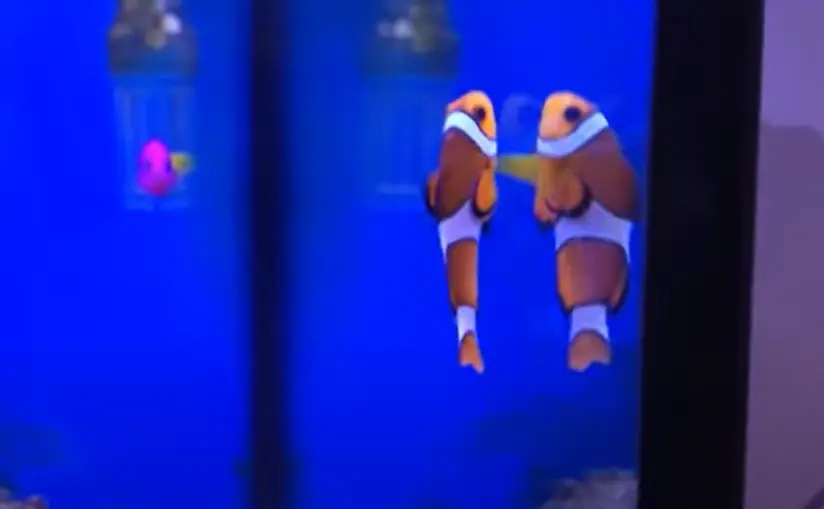 Can Clownfish Get Swim Bladder