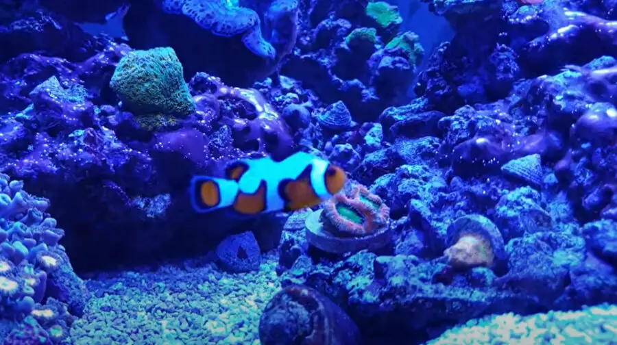 Can Clownfish Jump out of the Tank