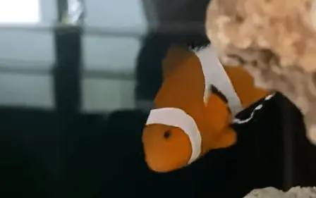 Clownfish Has White Stringy Poop