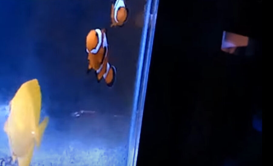 Clownfish Swimming Vertically