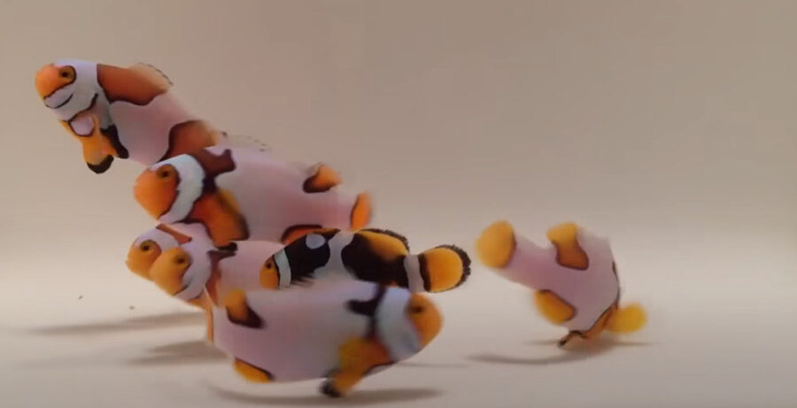 Is it Normal For Clownfish to Fight