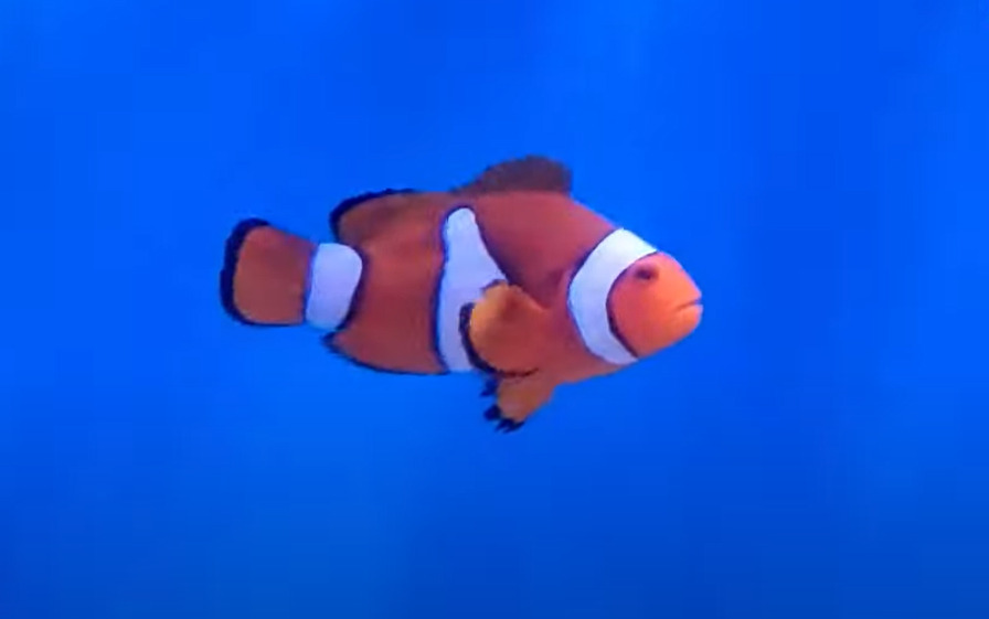 Why Do Clownfish Change Colors