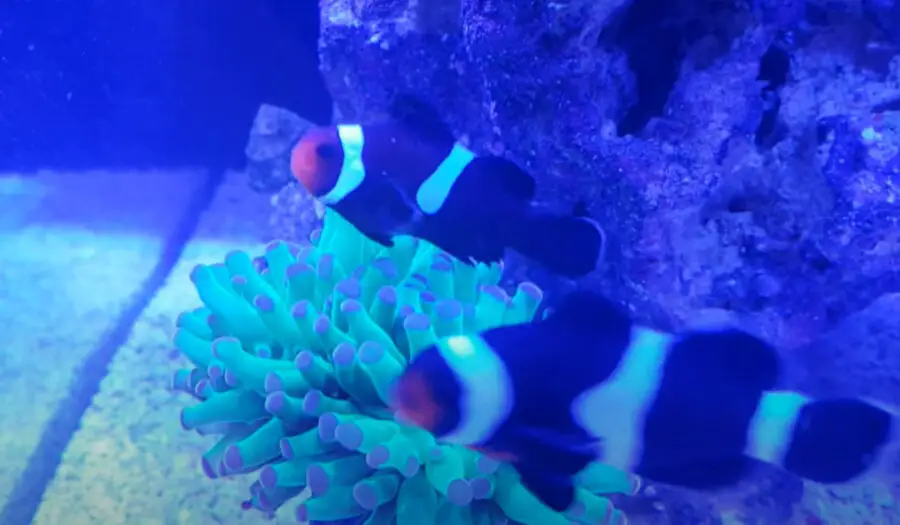 Why Do Clownfish Turn Black