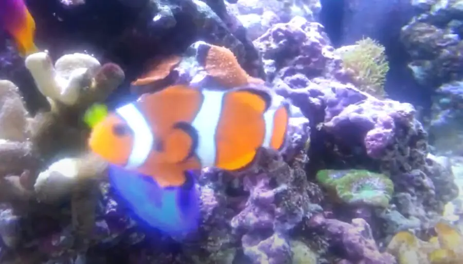 Why Do My Clownfish Have Black Spots
