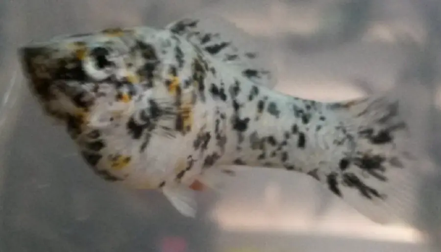 Why Do My Dalmatian Mollies Have Orange Spots